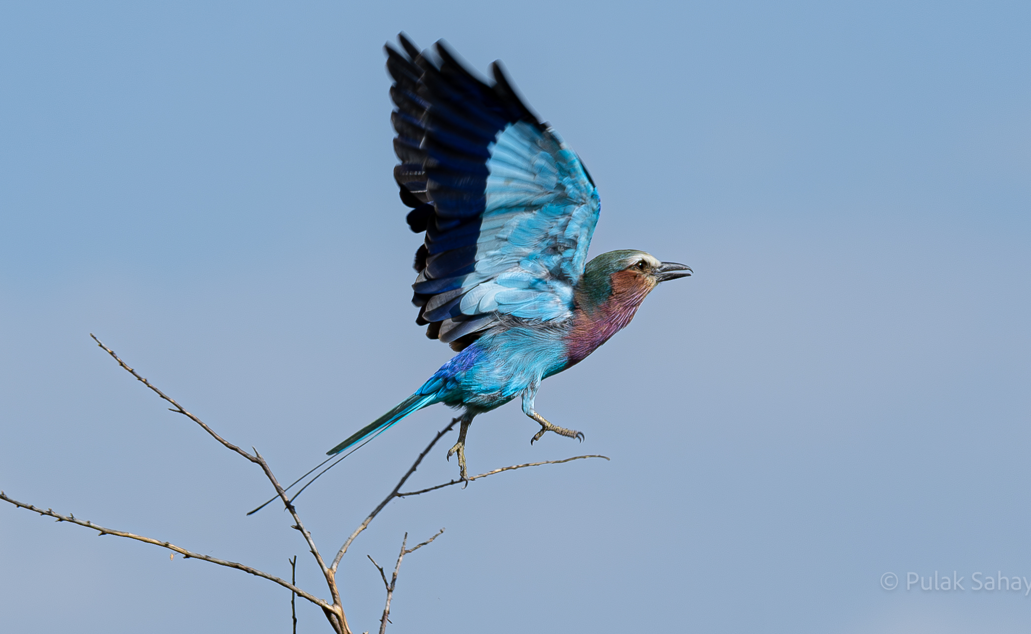 Roller taking off